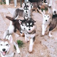 Alaskan Malamute cuccioli