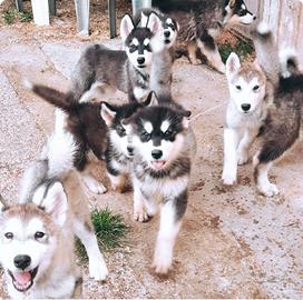 Alaskan Malamute cuccioli