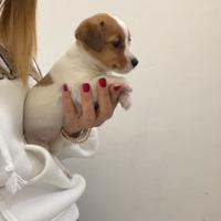 Cuccioli di Jack Russel zampa corta