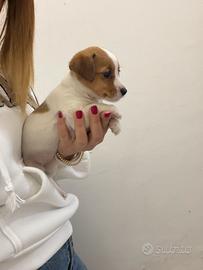 Cuccioli di Jack Russel zampa corta
