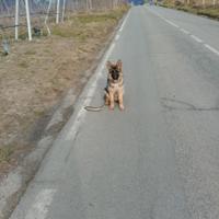 Cucciola pastore tedesco pedigree