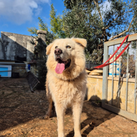 Dolcissimo cucciolone taglia media grande