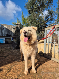 Dolcissimo cucciolone taglia media grande