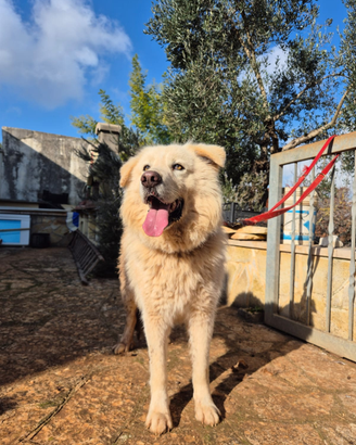 Dolcissimo cucciolone taglia media grande