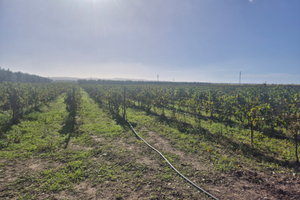 Terreno spalliera e pesche