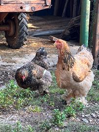 Galline Brahma