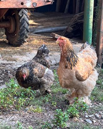 Galline Brahma