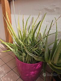 Pianta Aloe 