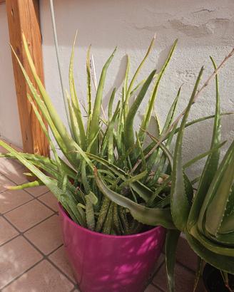 Pianta Aloe 