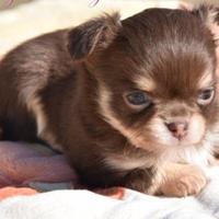 Chihuahua pelo lungo Pedigree