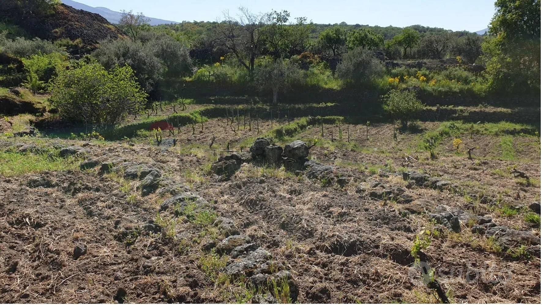 Terreno - Castiglione di Sicilia - Vista 4