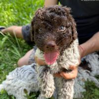 Lagotto romagnolo