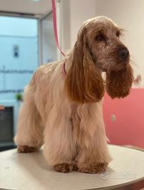 Cocker spaniel inglese