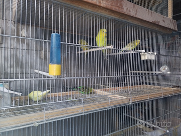 Cocorite varie colori