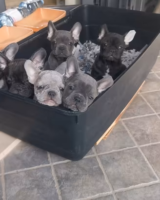 Cuccioli di bulldog francese