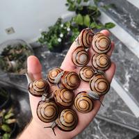 Chiocciole / lumache esotiche