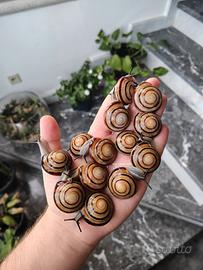 Chiocciole / lumache esotiche
