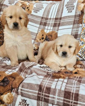 Golden retriever pedigree enci