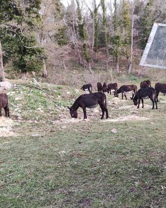 Asine Ragusane iscritte al Libro Genealogico