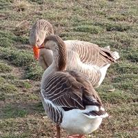 3 oche un maschio duefemmina