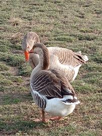 3 oche un maschio duefemmina