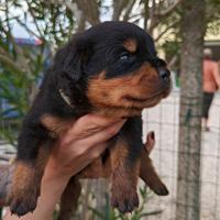 Rottweiler cuccioli