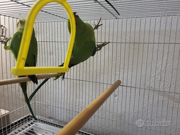 Parrocchetti dal collare