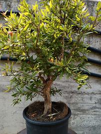 Bonsai Prebonsai varie essenze 