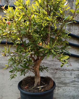 Bonsai Prebonsai varie essenze 
