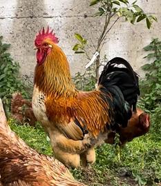Galli brahma