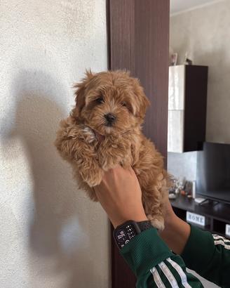 Maltipoo toy