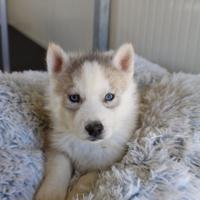 Siberian Husky con pedigree enci