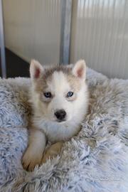 Siberian Husky con pedigree enci