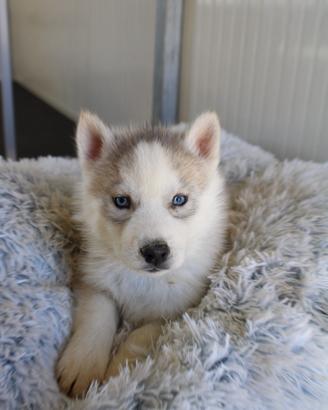 Siberian Husky con pedigree enci
