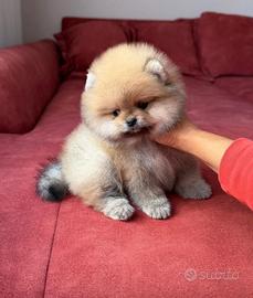 Spitz di Pomerania - PEDIGREE ENCI
