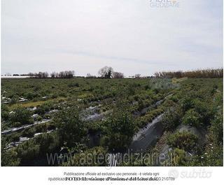 Terreno Agricolo Pontecagnano Faiano [A4298881]