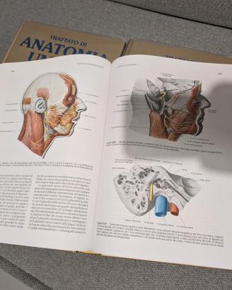 Anastasi Anatomia Umana Ediermes