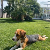 Cane Beagle. 3 anni
