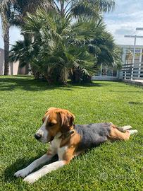 Cane Beagle. 3 anni