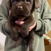 Cuccioli Labrador cioccolato