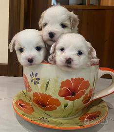 Cuccioli Coton de Tulear