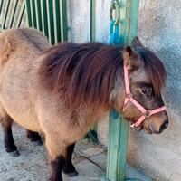 Pony femmina