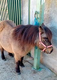 Pony femmina