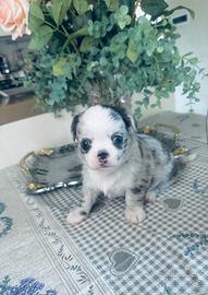 Cucciolo di chihuahua