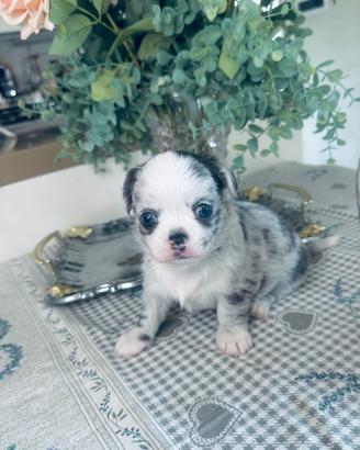Cucciolo di chihuahua