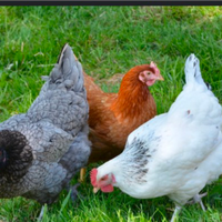 Galline ovaiole ruspanti