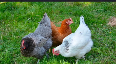 Galline ovaiole ruspanti