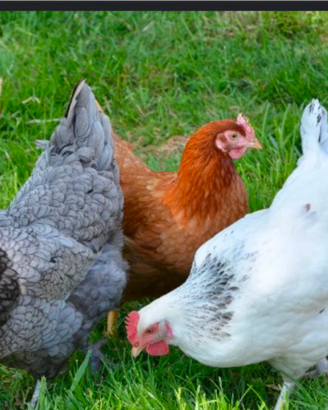 Galline ovaiole ruspanti