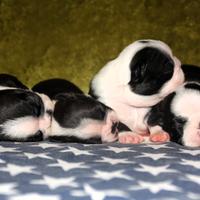 Cuccioli Boston Terrier Roma