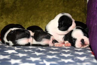 Cuccioli Boston Terrier Roma